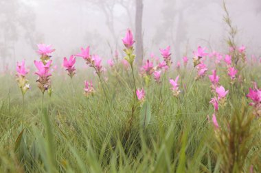 Siam Lale kadar kapatın