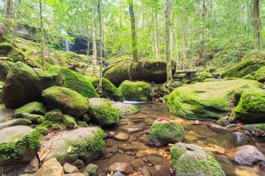 Akçaağaç yaprağı yeşil orman Phu Kradung Milli Parkı, Asya Tayland, sonbahar sırasında
