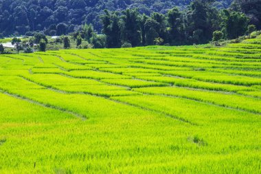 Yeşil Mae Klang Luang, Mae Chaem, Chiang Mai, Tayland pirinç alan teraslı