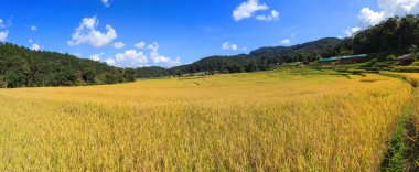 Panorama yeşil Mae Klang Luang, Mae Chaem, Chiang Mai, Tayland pirinç alan teraslı