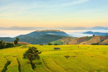 Mae-reçel Village, Chiang Mai Province, Tayland teraslı Paddy alanında güneş doğarken
