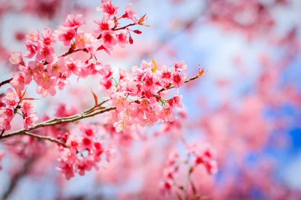 Flor de cerezo japonés en primavera — Foto de Stock