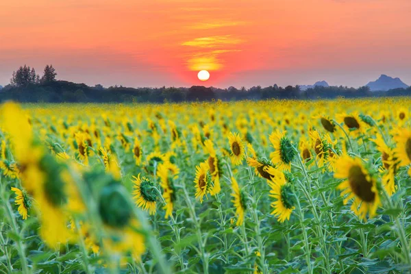 Schöne Sonnenblumen im Frühlingsfeld — Stockfoto