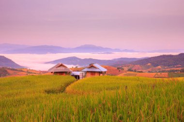 Mae-reçel Village, Chiang Mai Province, Tayland teraslı Paddy alanında güneş doğarken