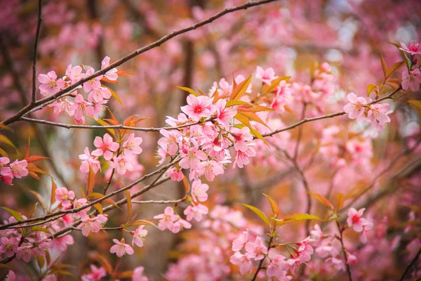 Flor de cereja japonesa na primavera — Fotografia de Stock