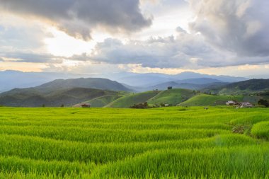 Pa Pong Pieng 'deki Yeşil Teraslı Pirinç Tarlası Mae Chaem, Chiang Mai, Tayland