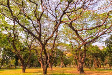 Bahçedeki ağaçlar