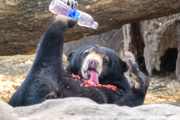 Portrait of Asiatic Black Bear eating on the rock with nature frame — Stock Photo, Image