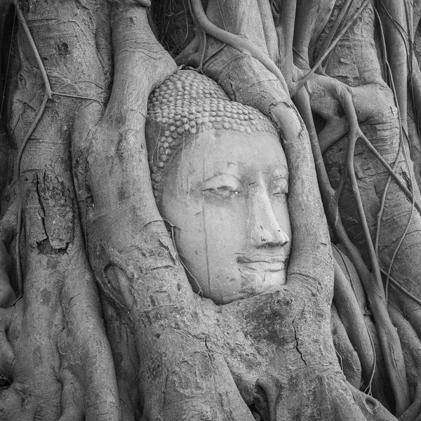 Kafa Buda heykelinin Ağaç kökleri Wat Mahathat Tapınağı, Ayutthaya, Tayland. — Stok fotoğraf