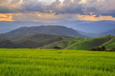 Pa Pong Pieng 'deki Yeşil Teraslı Pirinç Tarlası Mae Chaem, Chiang Mai, Tayland