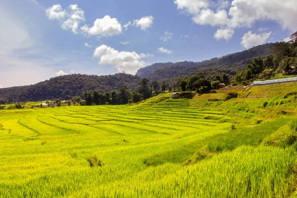 Green Terraced Rice Field em Mae Klang Luang, Mae Chaem, Chiang Mai, Tailândia — Fotografia de Stock