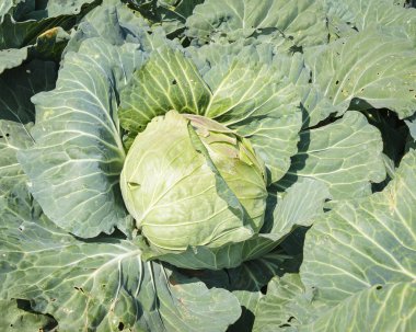 phutubberg: phetchabun Tayland büyüme yeni Sezon başladıktan sonra karnabahar alanları