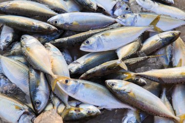 Taze çiğ uskumru balık pazarında, Tayland