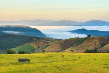 Mae-reçel Village, Chiang Mai Province, Tayland teraslı Paddy alanında güneş doğarken