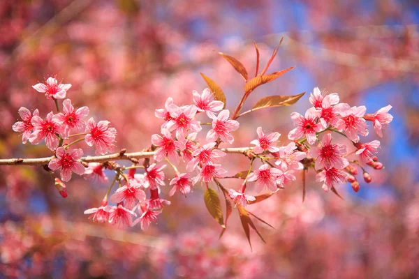 Bela flor de cereja, Chiang Mai, Tailândia — Fotografia de Stock