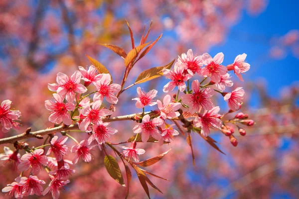 Bela flor de cereja, Chiang Mai, Tailândia — Fotografia de Stock