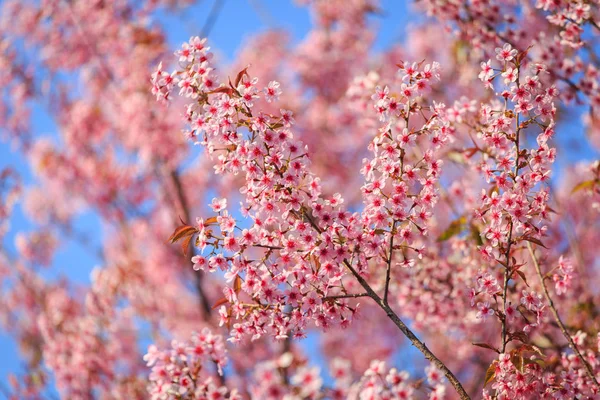 Bela flor de cereja, Chiang Mai, Tailândia — Fotografia de Stock