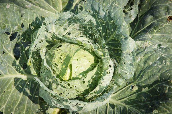 Cauliflower fields in Phutabberk Phetchabun Thailand after start new season of growth.Penetrate the surface of the leaf insect bites. Because it is not a pesticide to get rid of pests. — Stock Photo, Image