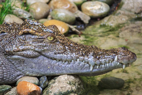 Head Shot of Siamese Crocodile — Stock Photo, Image