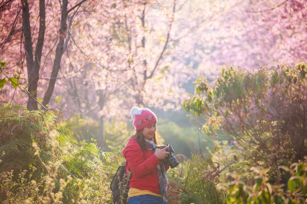 Woman traveler take a photo and enjoying in cherry blossom garden, chiang mai. — Stock Photo, Image
