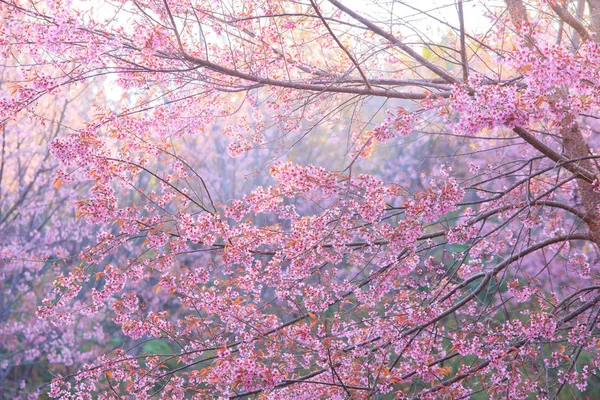 Hermosa flor de cerezo, Chiang Mai, Tailandia — Foto de Stock