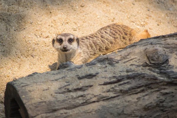 A kavics, keret jellegű meerkat portréja — Stock Fotó