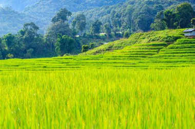 Yeşil Mae Klang Luang, Mae Chaem, Chiang Mai, Tayland pirinç alan teraslı