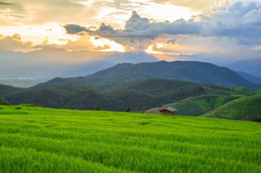 Pa Pong Pieng 'deki Yeşil Teraslı Pirinç Tarlası Mae Chaem, Chiang Mai, Tayland
