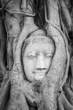 Kafa Buda heykelinin Ağaç kökleri Wat Mahathat Tapınağı, Ayutthaya, Tayland.
