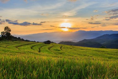 Pa Pong Pieng 'deki Yeşil Teraslı Pirinç Tarlası Mae Chaem, Chiang Mai, Tayland