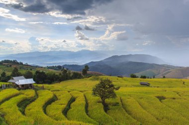 Pa Pong Pieng 'deki Yeşil Teraslı Pirinç Tarlası Mae Chaem, Chiang Mai, Tayland