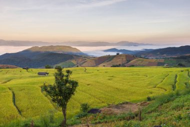 Pa Pong Pieng 'deki Yeşil Teraslı Pirinç Tarlası Mae Chaem, Chiang Mai, Tayland