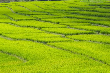 Yeşil Mae Klang Luang, Mae Chaem, Chiang Mai, Tayland pirinç alan teraslı