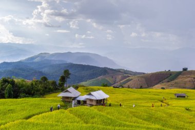 Pa Pong Pieng 'deki Yeşil Teraslı Pirinç Tarlası Mae Chaem, Chiang Mai, Tayland