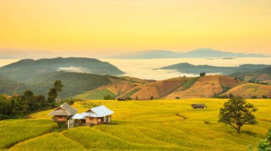 Mae-reçel Village, Chiang Mai Province, Tayland teraslı Paddy alanında güneş doğarken