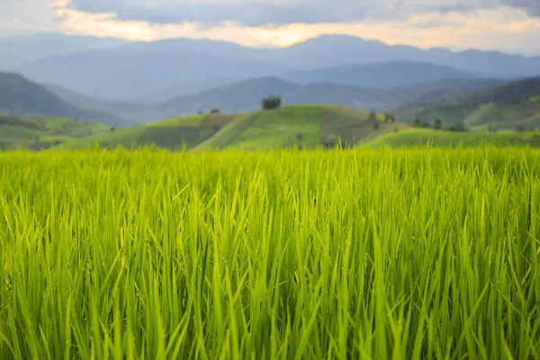 Zelené terasovité rýžové pole v Mae Klang Luang, Mae Chaem, Chiang Mai, Thajsko — Stock fotografie