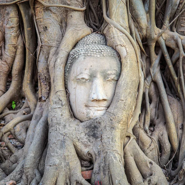 Fejét a Buddha szobor a fa gyökerei a Wat Mahathat temple, Ayutthaya, Thaiföld. — Stock Fotó