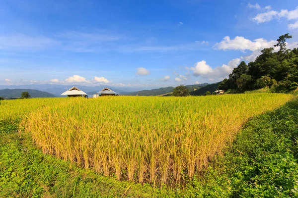 Pa Pong Pieng 'deki Yeşil Teraslı Pirinç Tarlası Mae Chaem, Chiang Mai, Tayland — Stok fotoğraf