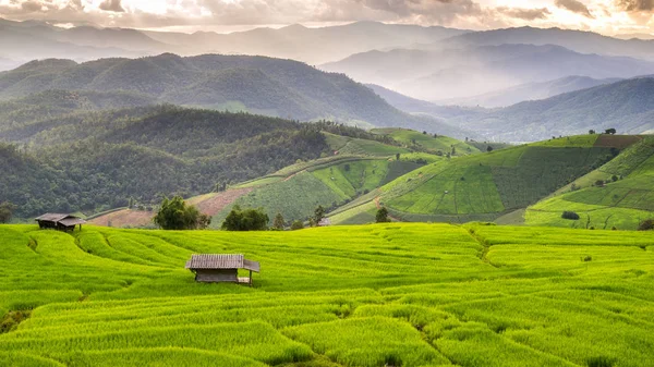 Zelené terasové rýžové pole v Pa Pong Pieng, Mae Chaem, Chiang Mai, Thajsko — Stock fotografie