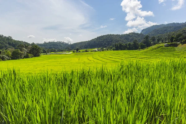 Green Terraced Rice Field in Mae Klang Luang , Mae Chaem, Chiang Mai, Thailand — Stock Photo, Image