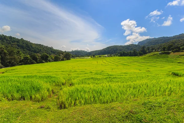 Green Terraced Rice Field en Mae Klang Luang, Mae Chaem, Chiang Mai, Tailandia —  Fotos de Stock