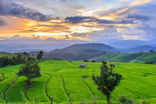 Green Terraced Rice Field in Pa Pong Pieng , Mae Chaem, Chiang Mai, Thailand