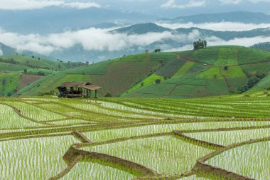 Pa Pong Pieng 'deki Yeşil Teraslı Pirinç Tarlası Mae Chaem, Chiang Mai, Tayland