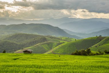 Pa Pong Pieng 'deki Yeşil Teraslı Pirinç Tarlası Mae Chaem, Chiang Mai, Tayland