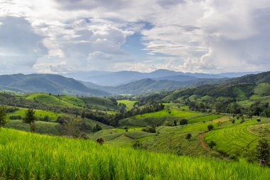 Pa Pong Pieng 'deki Yeşil Teraslı Pirinç Tarlası Mae Chaem, Chiang Mai, Tayland