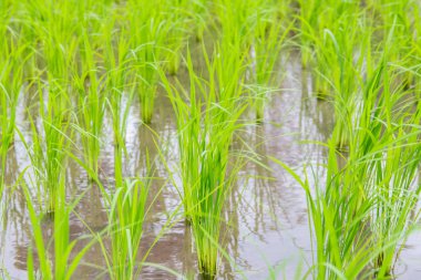 Pa Pong Pieng 'deki Yeşil Teraslı Pirinç Tarlası Mae Chaem, Chiang Mai, Tayland