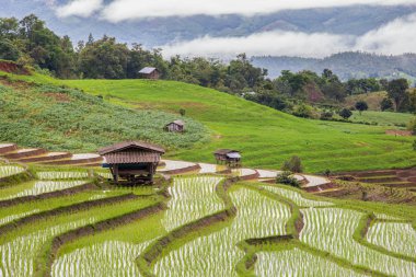 Pa Pong Pieng 'deki Yeşil Teraslı Pirinç Tarlası Mae Chaem, Chiang Mai, Tayland