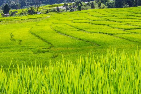 Yeşil Mae Klang Luang, Mae Chaem, Chiang Mai, Tayland pirinç alan teraslı