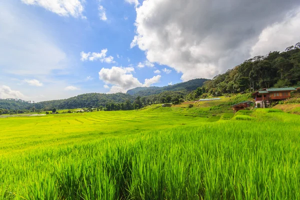 Zelené terasovité rýžové pole v Mae Klang Luang, Mae Chaem, Chiang Mai, Thajsko — Stock fotografie