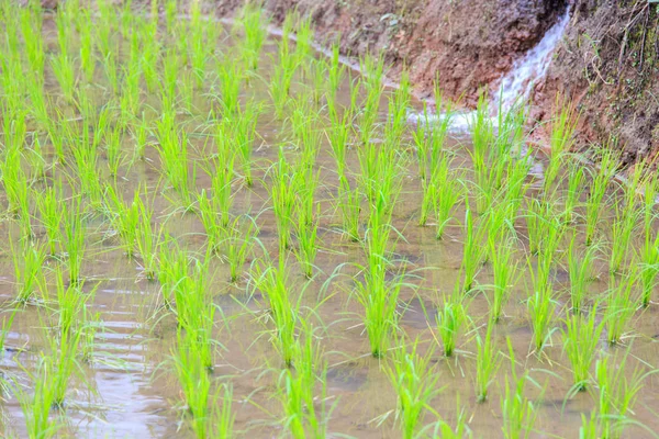 Terrain de riz vert en terrasses à Pa Pong Pieng, Mae Chaem, Chiang Mai, Thaïlande — Photo